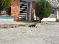 Vecinos de la colonia Hipódromo alertan por ataques de perros agresivos en la calle Durango