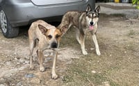 Centro de Bienestar Animal atiende reportes y plantea ajustes al reglamento