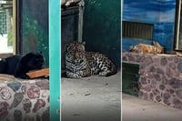 Rescatan jaguares, tigres y aves en domicilio de Querétaro