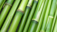 El bambú puede ofrecer beneficios para la salud, con importantes advertencias de seguridad