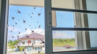 El dengue no avisa: los 10 lugares en tu hogar que son un hotel de 5 estrellas para los mosquitos