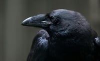 Cinco datos curiosos sobre los cuervos