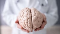 El cerebro humano no envejece de forma continua