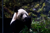 Japón se despide de los pandas Lei Lei y Xiao Xiao