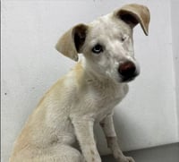 Centro de Bienestar Animal promueve adopción responsable de Nube en Monclova