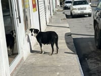 Protección animal ante el frío: prevención y atención en Monclova