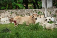 Inicia plan piloto contra el gusano barrenador en Tizimín, Yucatán