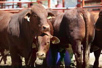 Refuerzan control sanitario del ganado en Coahuila