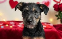 Centro de Bienestar Animal de Monclova promueve la adopción responsable de Max