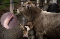 Texas declara estado de desastre por avance del gusano barrenador en México