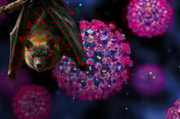 Virus Nipah: OMS asegura que brote en India no requiere cerrar fronteras