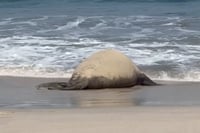 Elefante marino “Panchito” reaparece en playas de Nayarit