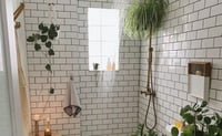 Descubre qué plantas neutralizan los malos olores del baño