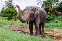 Elefante mata a turista en parque nacional de Tailandia