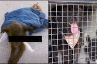 Dan de alta a La Negrita, perrita agredida en Torreón
