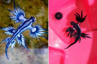 Dragón azul sorprende en playas de Colima; conoce su especie y por qué llamó la atención