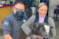 'La Negrita' encuentra hogar tras caso de maltrato animal en Torreón