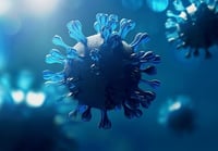 Investigadores identifican dos virus animales emergentes como posibles amenazas 