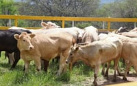 Gobierno liberará más moscas para frenar al gusano barrenador