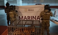 Cae extranjero por posesión de un tigre "Phantera Tigris"