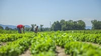 Sector agroalimentario de EU respalda continuidad del T-MEC