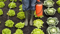 Los riesgos de eliminar frutas y verduras según la ciencia actual