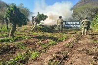 Localizan más de 13 mil plantas de marihuana en Michoacán