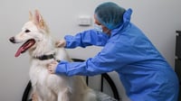 Los perros y los gatos pueden ser portadores secretos de ADN 