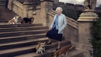 Corgis de Isabel II acompañan a Andrés tras polémica