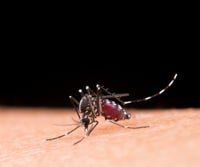 Coahuila activa acciones preventivas contra dengue