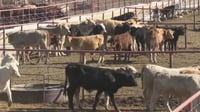 Ganaderos de Chihuahua reportan pérdidas millonarias