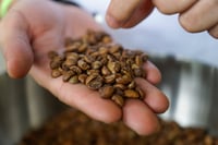 Producción de café genera más costos que beneficios a productores