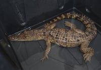 Capturan cocodrilo en Presa Palo Blanco de Ramos Arizpe