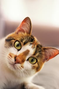Día del Gato 2026: la primera de las 3 veces que se celebra
