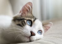 Día Internacional del Gato: ¿Qué ventajas aporta tener un felino en casa?