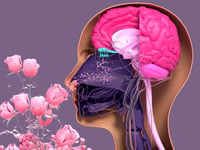 Así transforma el cerebro los olores en recuerdos y emociones en milisegundos