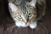 Mapa genético del cáncer en gatos identificó similitudes con los tumores humanos