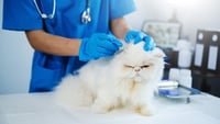 Un gato doméstico podría ser la clave para comprender el cáncer de mama
