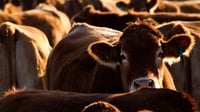 Gobierno de México instala Comisión Nacional para atender plaga de gusano barrenador