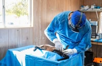 Esterilización gratuita busca reducir sobrepoblación de mascotas