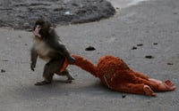 PETA pide trasladar a Punch a santuario en Japón