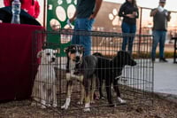 Autoridades destacan pluralidad en integración del Consejo animalista