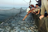 El calentamiento de los océanos reduce casi un 20% la cantidad de peces cada año