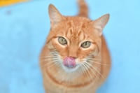 Detectan en Uruguay un hongo de origen brasileño que se transmite de gatos 