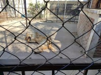 Hallan leones africanos y guacamayas sin permisos en Celaya