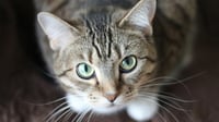Alertan por la llegada en la región de un hongo que salta de gatos a humanos