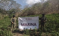 Localizan y erradican 22 mil plantas de marihuana en Michoacán