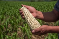 Agricultura reporta entrega de 1,151 mdp a productores de maíz blanco