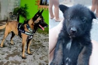 Eutanasia animal: el límite tras ataque en Frontera