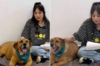 Odín, el perro que aprendió a esperar: la historia que conmueve desde el Centro de Bienestar Animal de Monclova